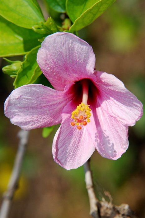 Hibiscus fragilis